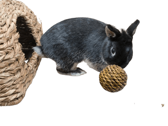 Sepak Takraw Grass Ball Toy for Cats and Small Dogs.